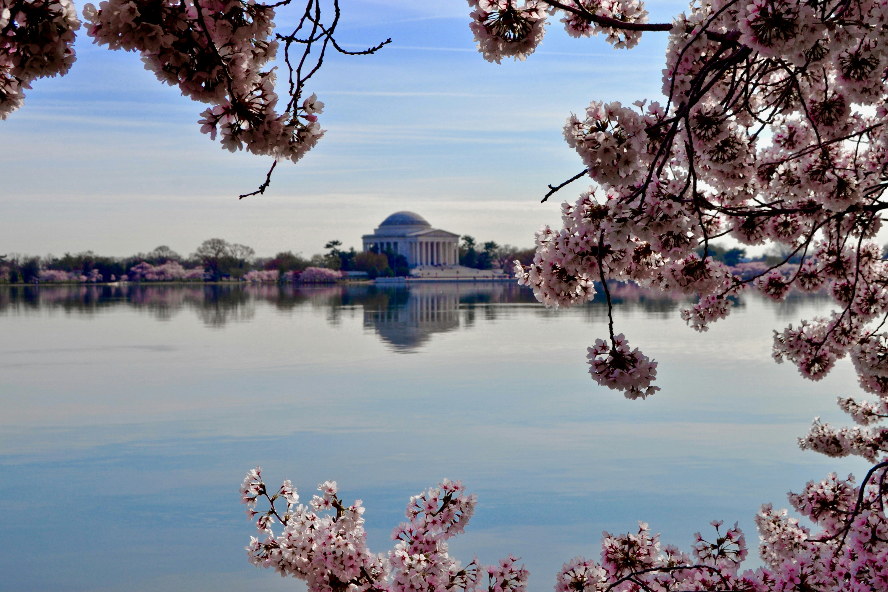 Cherry blossoms in Washington D.C., near where Arrow Bookkeeping was founded.